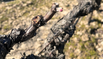Primavera en Dominio de Berzal