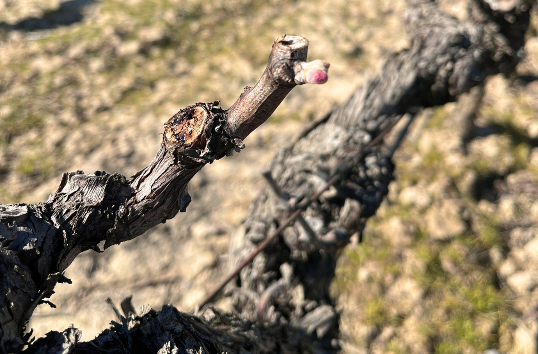 Primavera en Dominio de Berzal