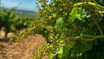 Floración en el viñedo - Dominio de Berzal