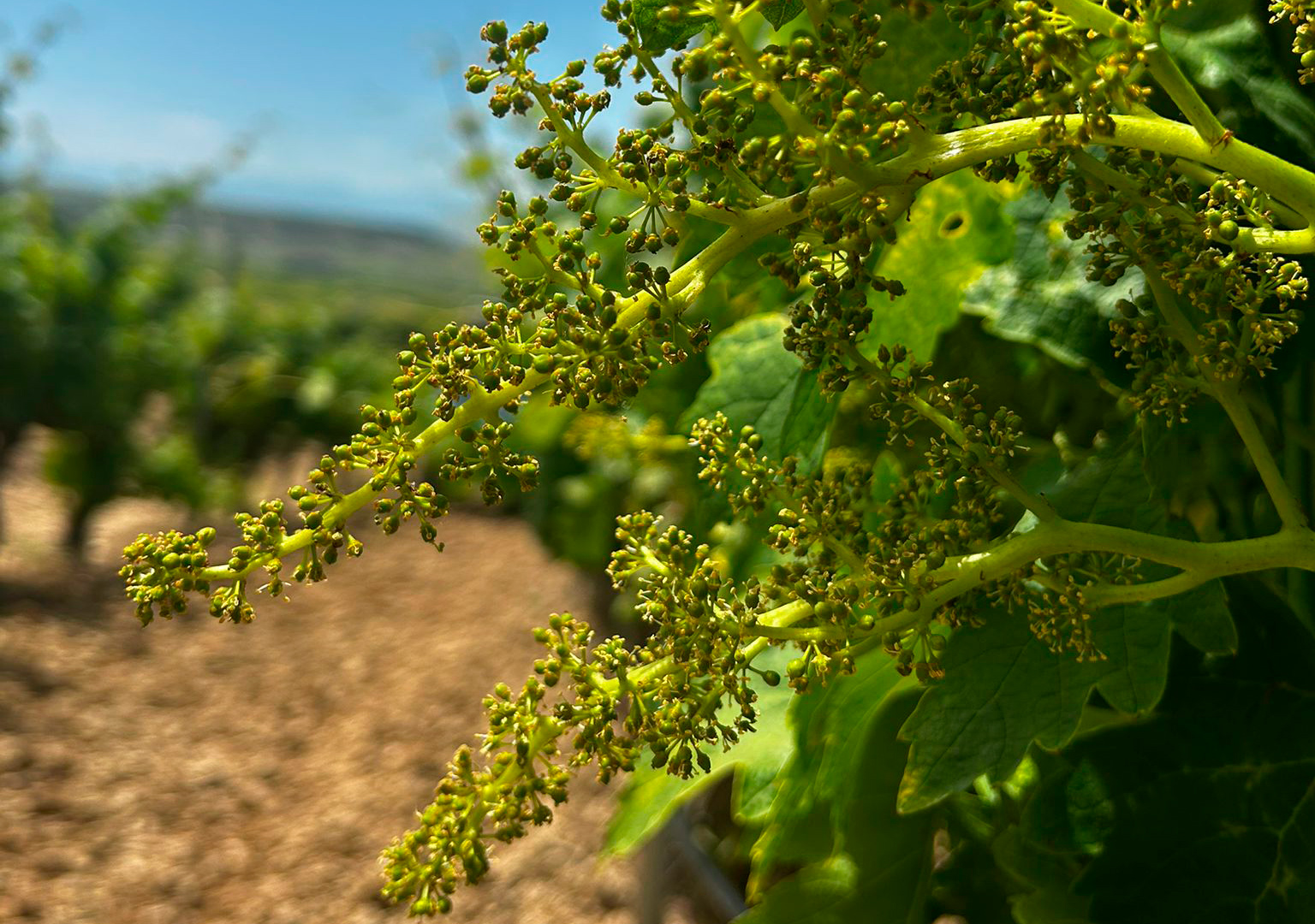Floración en el viñedo - Dominio de Berzal